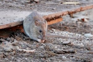 brown-rat-rattus-norvegicus-43MBE47-min