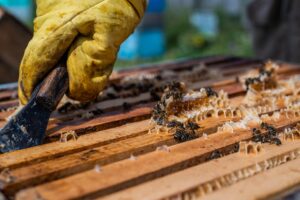 close-up-view-of-beekeeper-remove-beeswax-from-hon-CEE5U9K-min