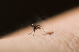 tiger-mosquito-PRHTXFL-min