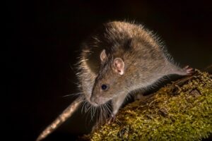 wild-brown-rat-at-night-3CLT8WA-min